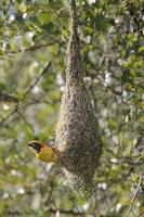 Image of: Ploceus philippinus (Baya weaver)