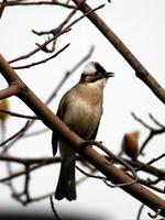 Image of: Pycnonotus sinensis (light-vented bulbul)