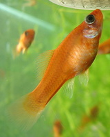 Xiphophorus hellerii - Green Swordtail