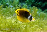 Chaetodon lunula - Halfmoon Butterflyfish