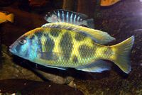 Nimbochromis venustus - Venustus