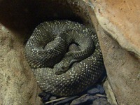 Crotalus vegrandis - Uracoan Rattlesnake