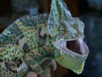 Chamaeleo calyptratus - Veiled Chameleon