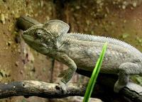 Furcifer oustaleti - Oustalet's chameleon