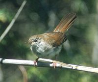 Cetti's Bush Warbler - Cettia cetti