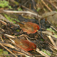 Blanford's Rosefinch - Carpodacus rubescens