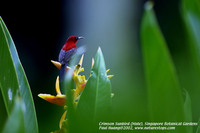 Crimson Sunbird - Aethopyga siparaja