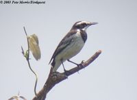 Mekong Wagtail - Motacilla samveasnae