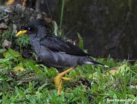 Javan Myna - Acridotheres javanicus