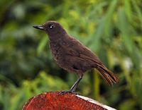 Bornean Whistling Thrush - Myophonus borneensis