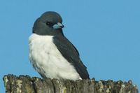 White breasted Woodswallow