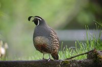 California Quail - Callipepla californica