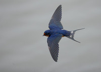 Barn Swallow (Hirundo rustica) photo