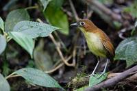 Yellow-breasted Antpitta (Grallaria flavotincta) photo