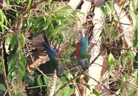 Crimson-bellied Parakeet - Pyrrhura perlata