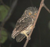Sulawesi Scops-Owl - Otus manadensis