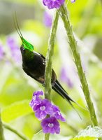 Wire-crested Thorntail - Popelairia popelairii