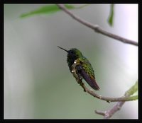 Coppery Emerald - Chlorostilbon russatus