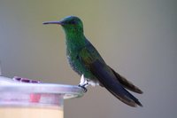 Copper-rumped Hummingbird - Saucerottia tobaci