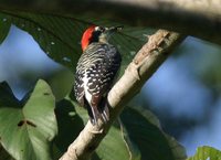 Black-cheeked Woodpecker - Melanerpes pucherani