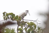 White Bellbird - Procnias alba