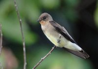 Southern Rough-winged Swallow - Stelgidopteryx ruficollis