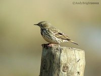 Meadow Pipit - Anthus pratensis