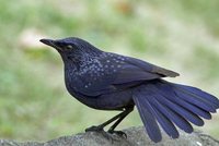 Blue Whistling-Thrush - Myophonus caeruleus