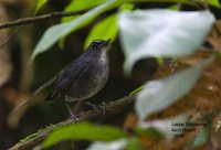 Lesser Shortwing - Brachypteryx leucophrys