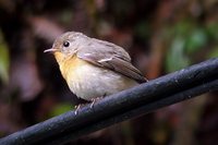 Mugimaki Flycatcher - Ficedula mugimaki