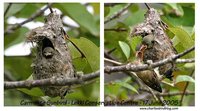 Carmelite Sunbird - Chalcomitra fuliginosa