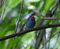 Royal Parrotfinch - Erythrura regia