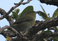 Kauai Amakihi - Hemignathus kauaiensis