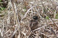 Ochre-rumped Bunting - Emberiza yessoensis