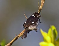 Variable Seedeater - Sporophila corvina