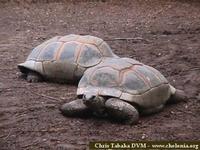 Aldabra Tortoise, Geochelone gigantea