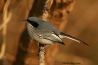 *NEW* Masked Gnatcatcher - male