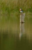 Green Kingfisher, Martin Property, Edinburg, TX