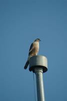 Cooper's Hawk