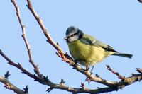 Nome comum - Chapim-azul (PT), Blue Tit (EN)