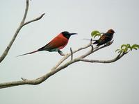 Northern Carmine Bee-eater (Nordlig karminbiätare) - Merops nubicus & Lesser Striped Swallow (Mi...