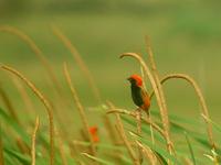 Zanzibar Red Bishop - Euplectes nigroventris