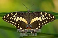 citrus swallowtail at dusk stock photo