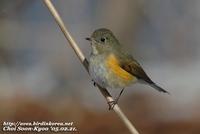 Fig. 3. Red-flanked Bluetail : 유리딱새