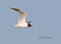 Saunder's gull C20D 02937.jpg