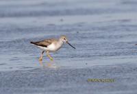 Terek sandpiper C20D 02844.jpg