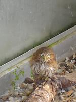 Strichelkauz (Glaucidium brasilianum)