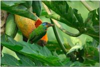 Taiwan Barbet: a recent split from Black-browed Barbet