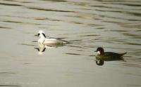 흰비오리 Smew Mergus alellus