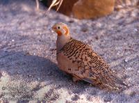 Syrrhaptes paradoxus Palla's Sandgrouse